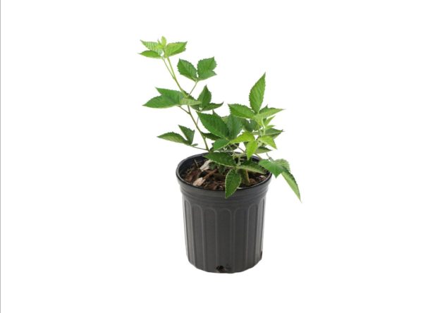 Blackberry Plant