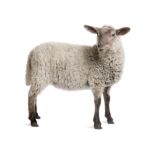 Sheep and Goats - Image 1