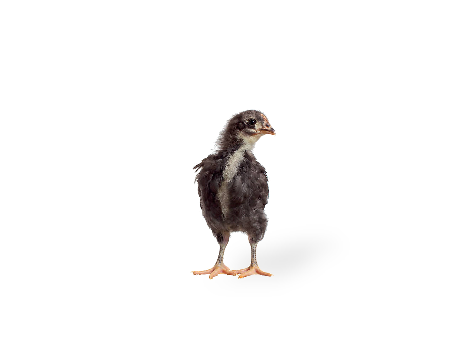 Black-Australorp-Chicks
