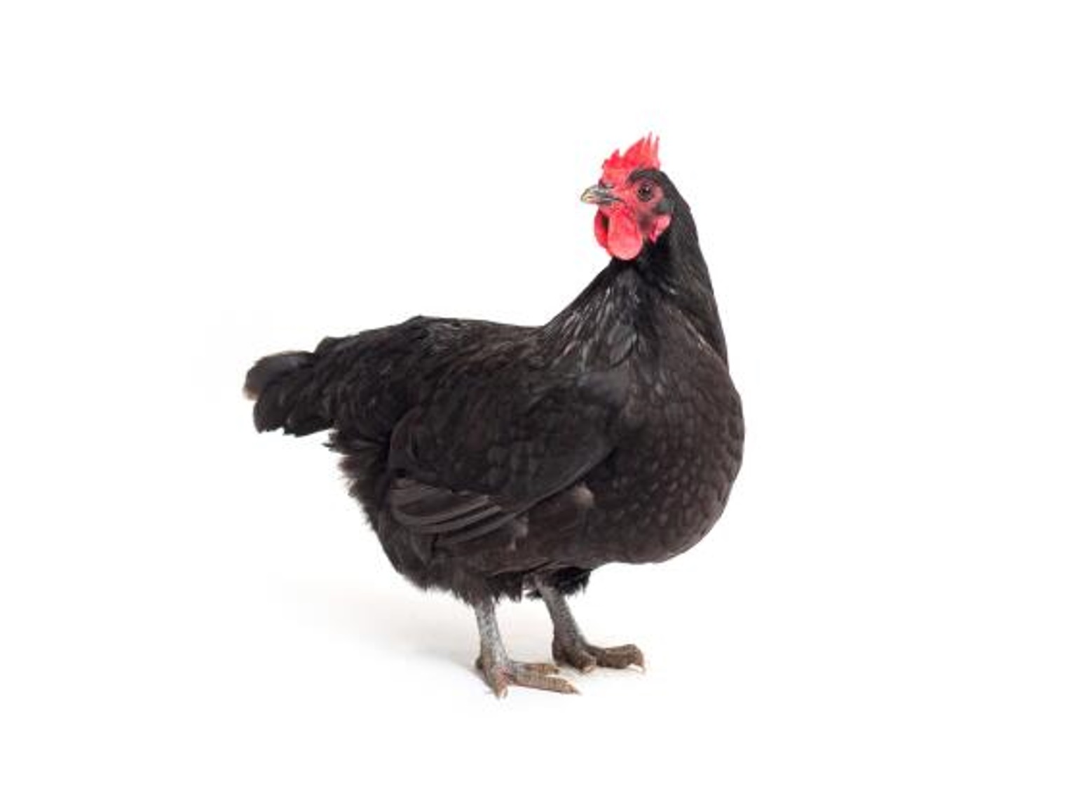 Black-Australorp-Hens