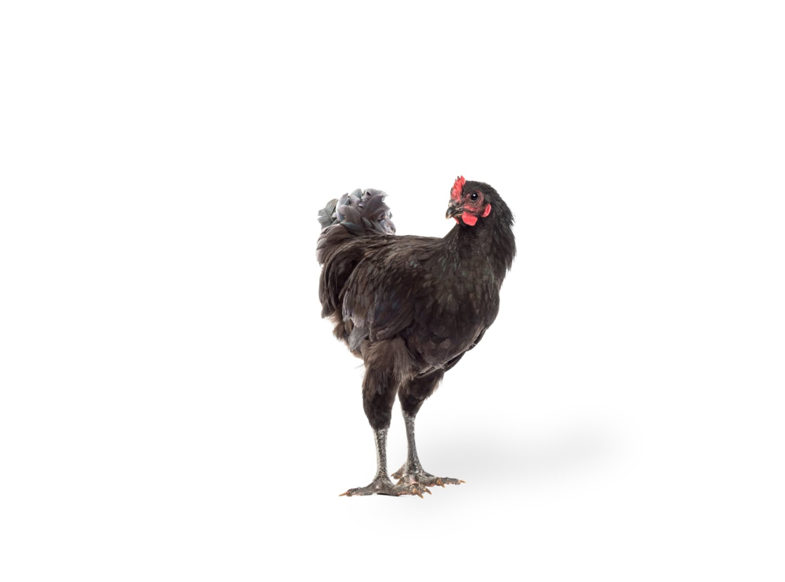 Black-Australorp-Pullets