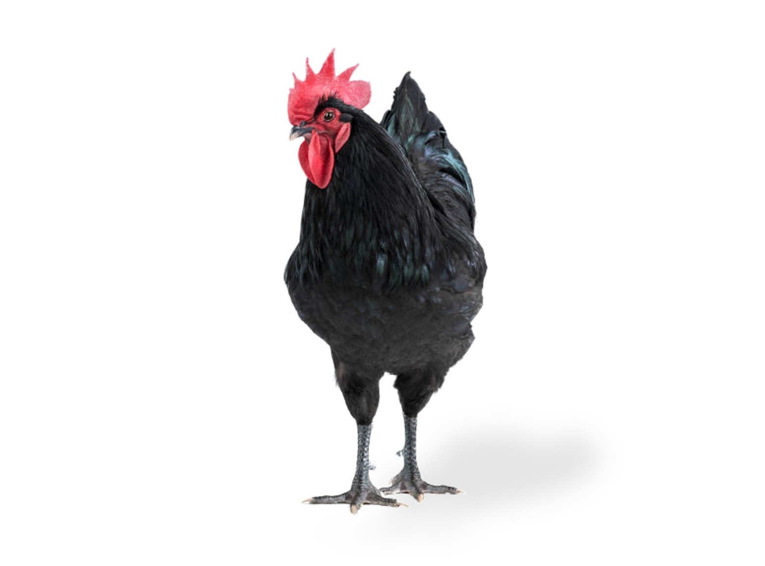 Black-Australorp-Rooster