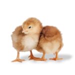 Chickens - Image 1