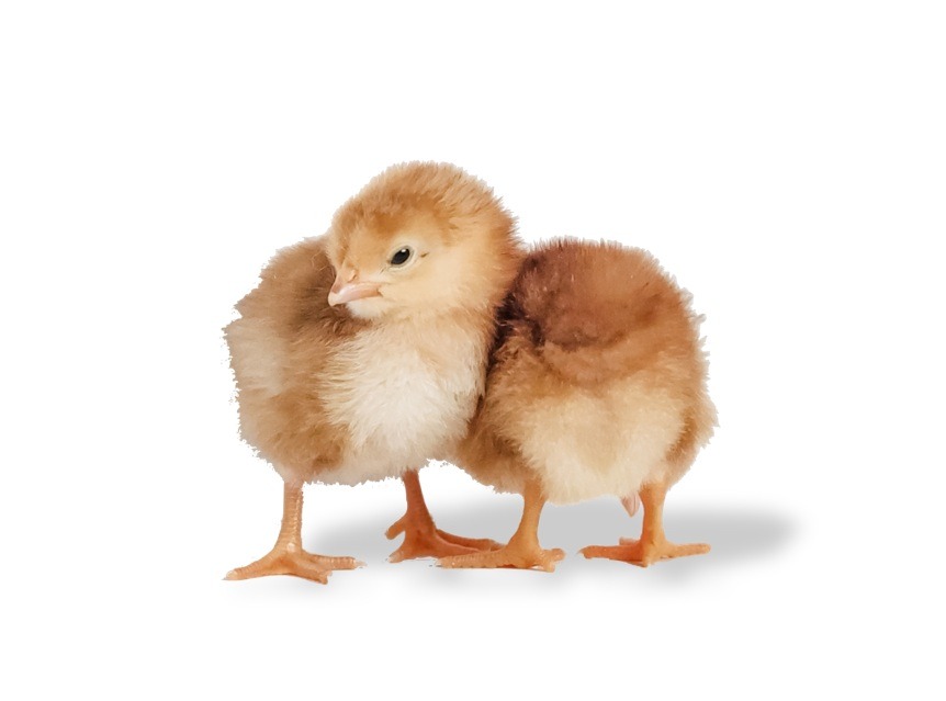 Chickens