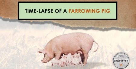 Time-lapse of a Farrowing Pig