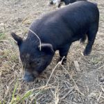 Piglet 05
