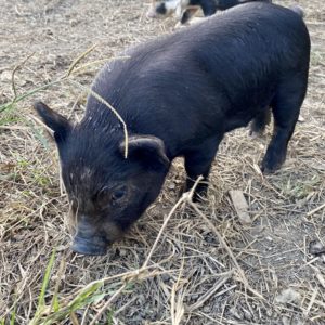 Piglet 05