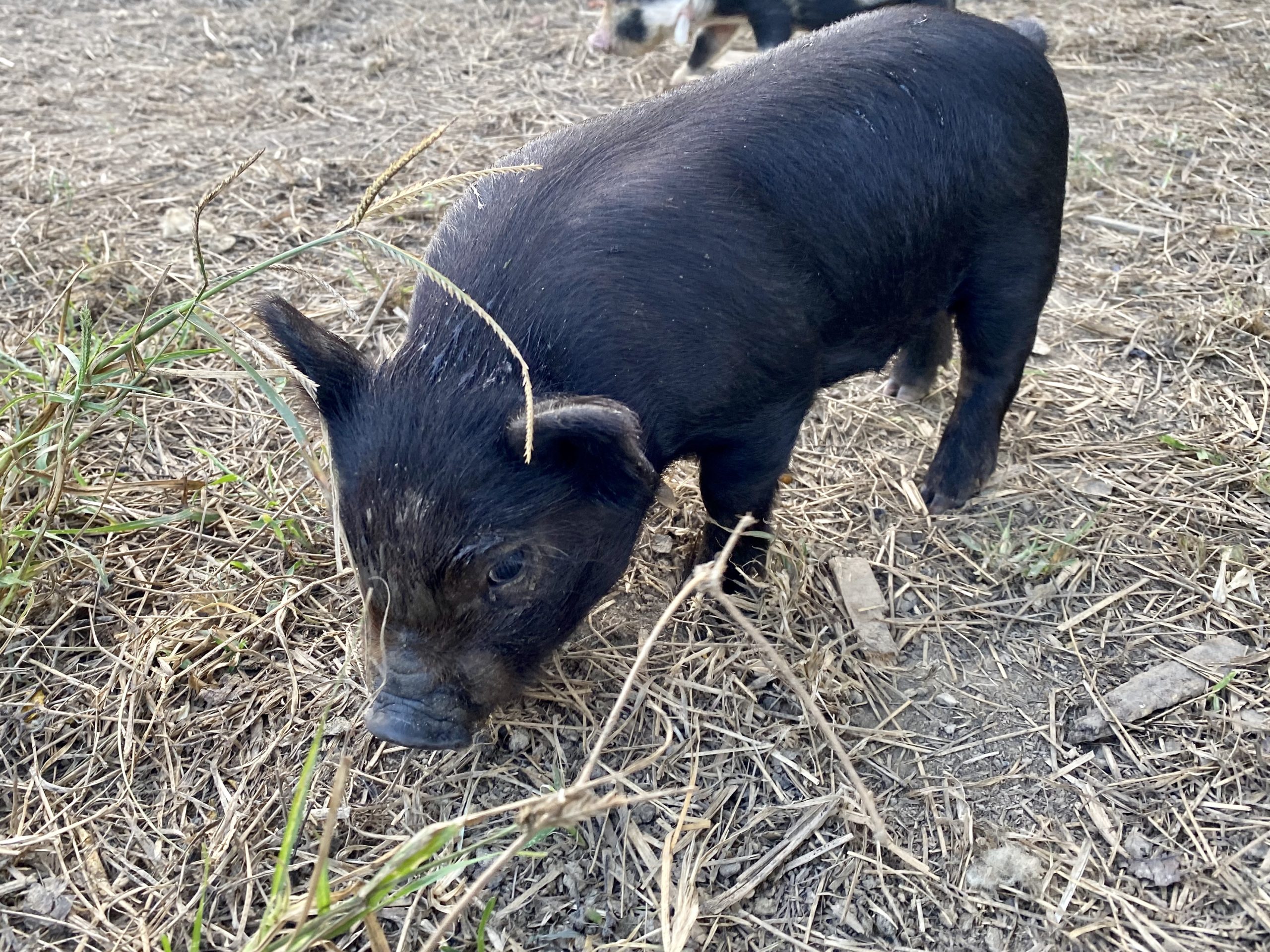 Craigslist Piglets 50 - cx21ri4