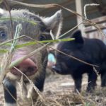 Piglet 03