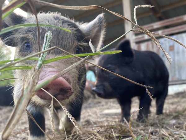 Piglet 03