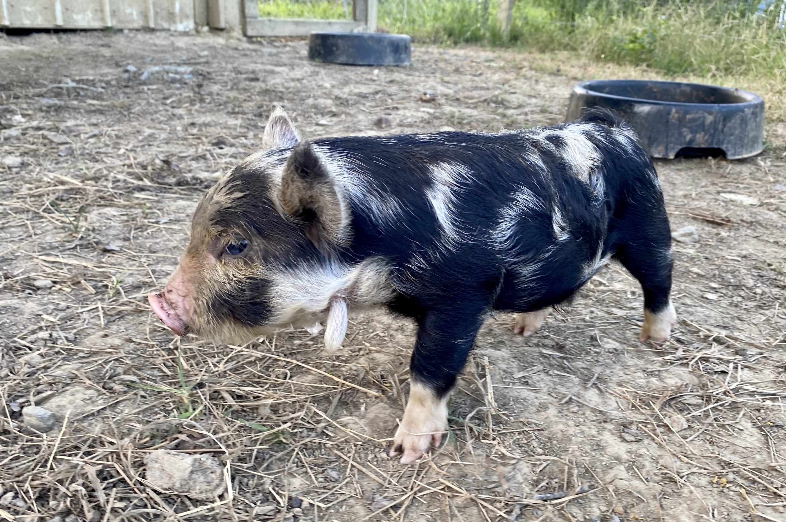 Craigslist Piglets 50 - 2nanl9y