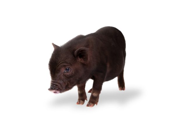 Pigs and Piglets