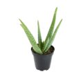 Aloe Vera - Image 1