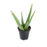 Aloe Vera - Image 1