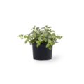 Peppermint - Image 1