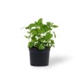 Spearmint - Image 1