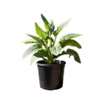 Comfrey Plant - Image 1