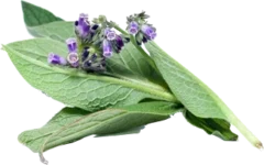 guide-to-comfrey-00 guide-to-comfrey-00