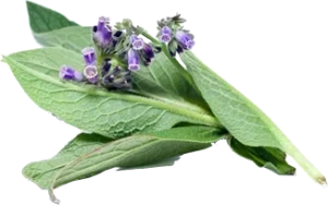 guide-to-comfrey-00