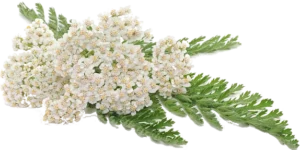 guide-to-yarrow-00 guide-to-yarrow-00