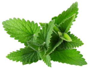 Lemon-balm-Leaf